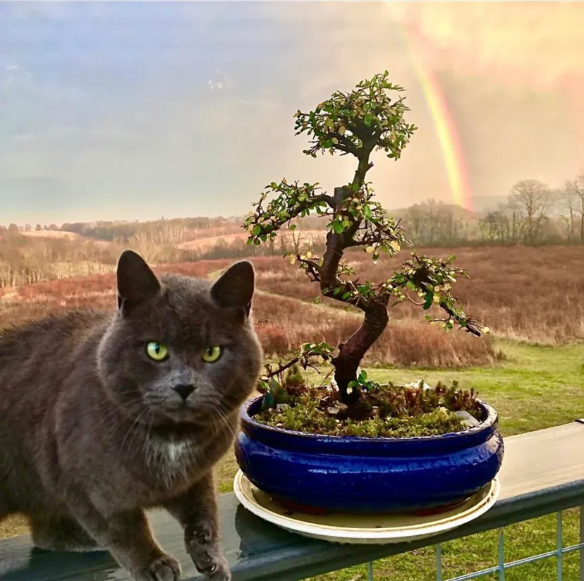 Lost cat in Stillwater, PA, 17878