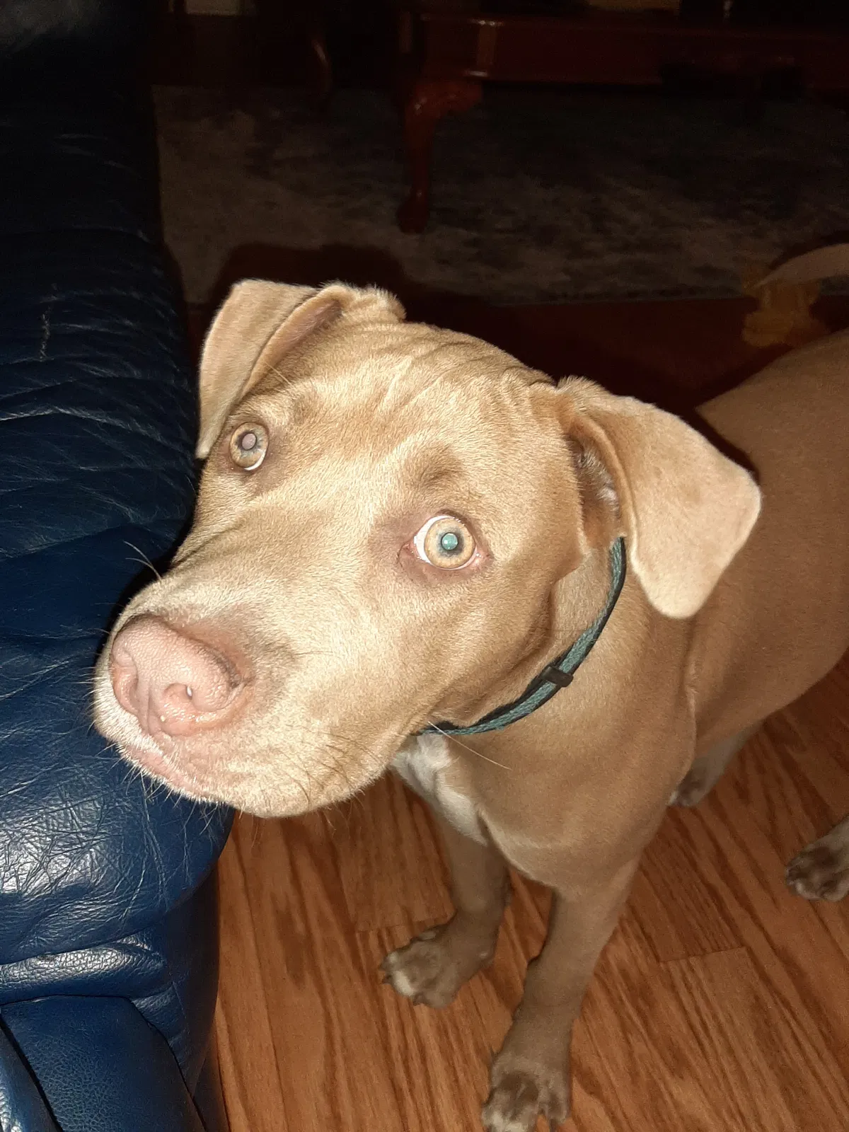 Lost dog in Ocean Isle Beach, NC, 28469