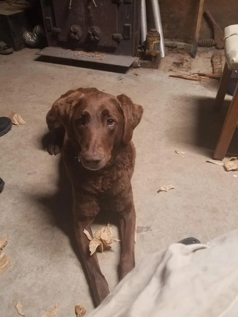 Lost dog in Fuquay Varina, NC, 27526