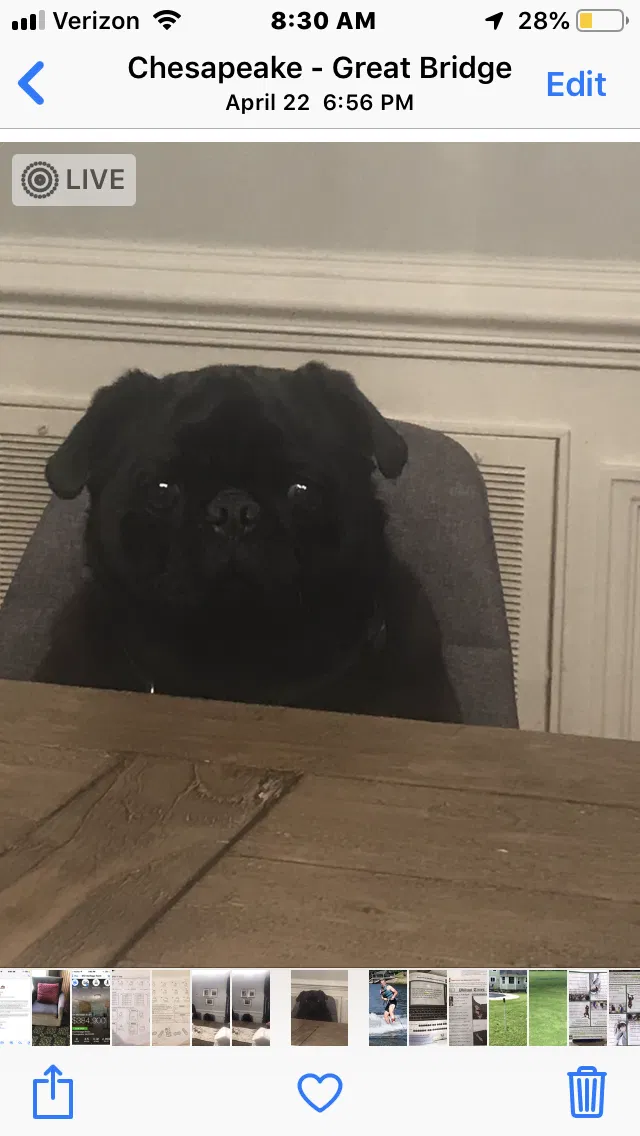 Lost dog in Chesapeake, VA, 23322