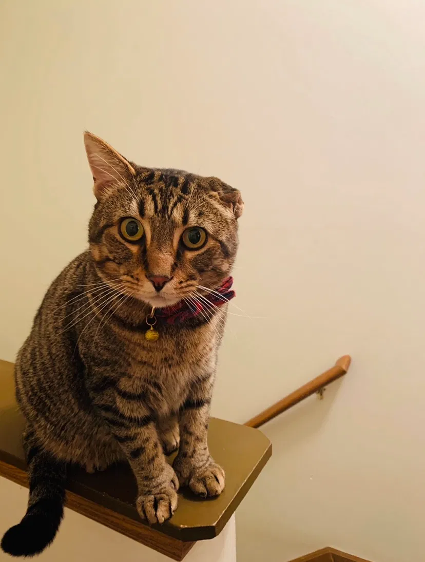 Lost cat in Bowling Green, OH, 43402