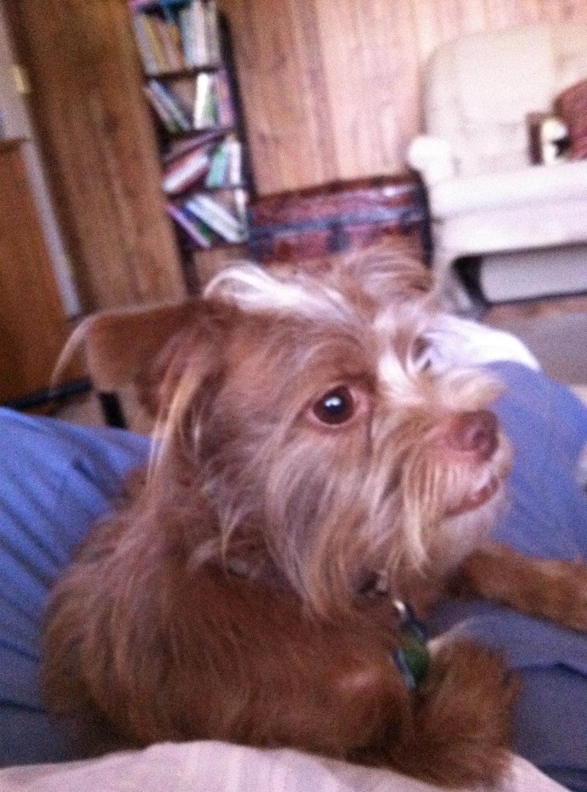 Lost dog in Groves, TX, 77619