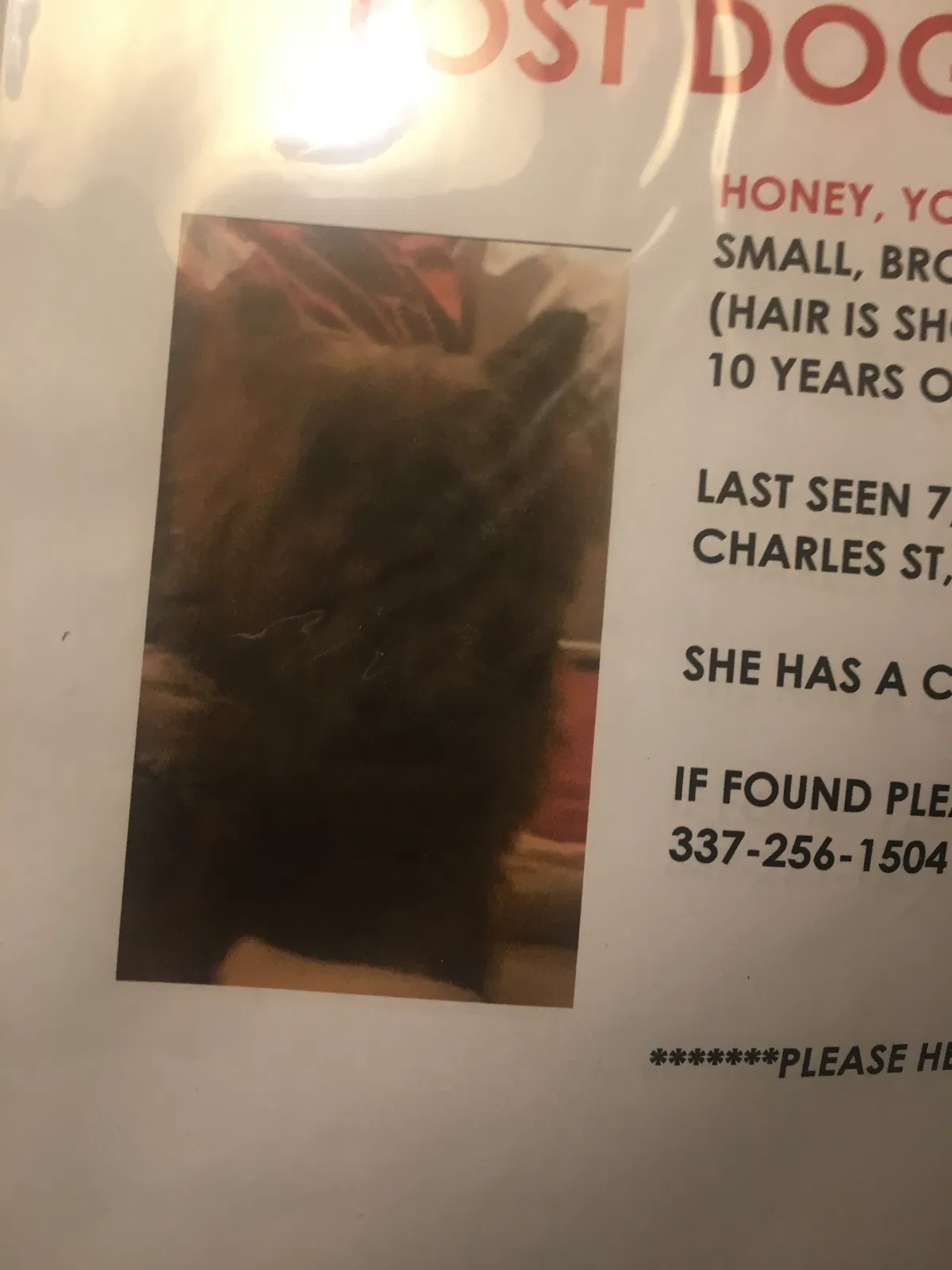 Lost dog in New Iberia, LA, 70560