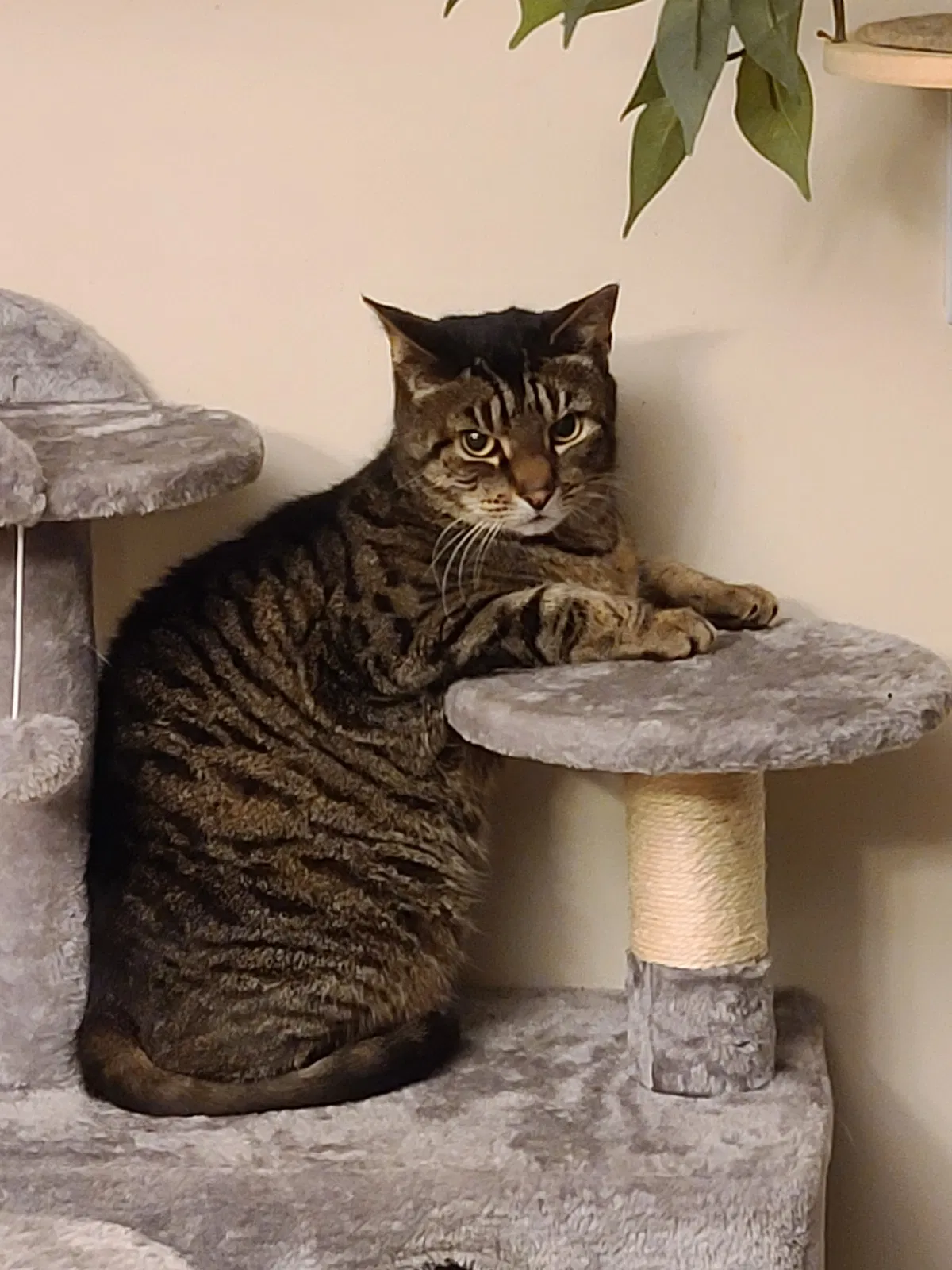 Lost cat in Shelton, CT, 6484
