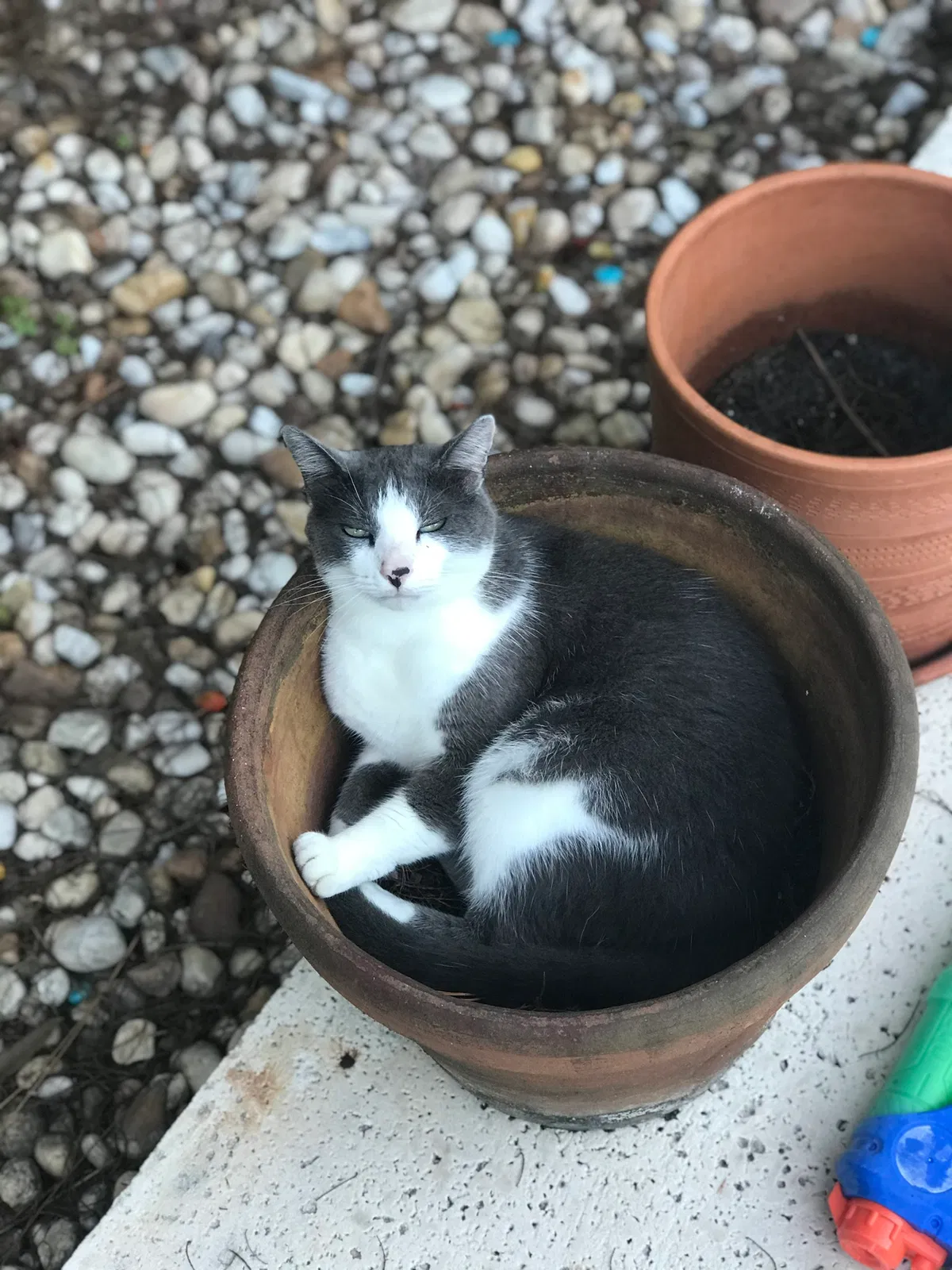 Lost cat in Jupiter, FL, 33458