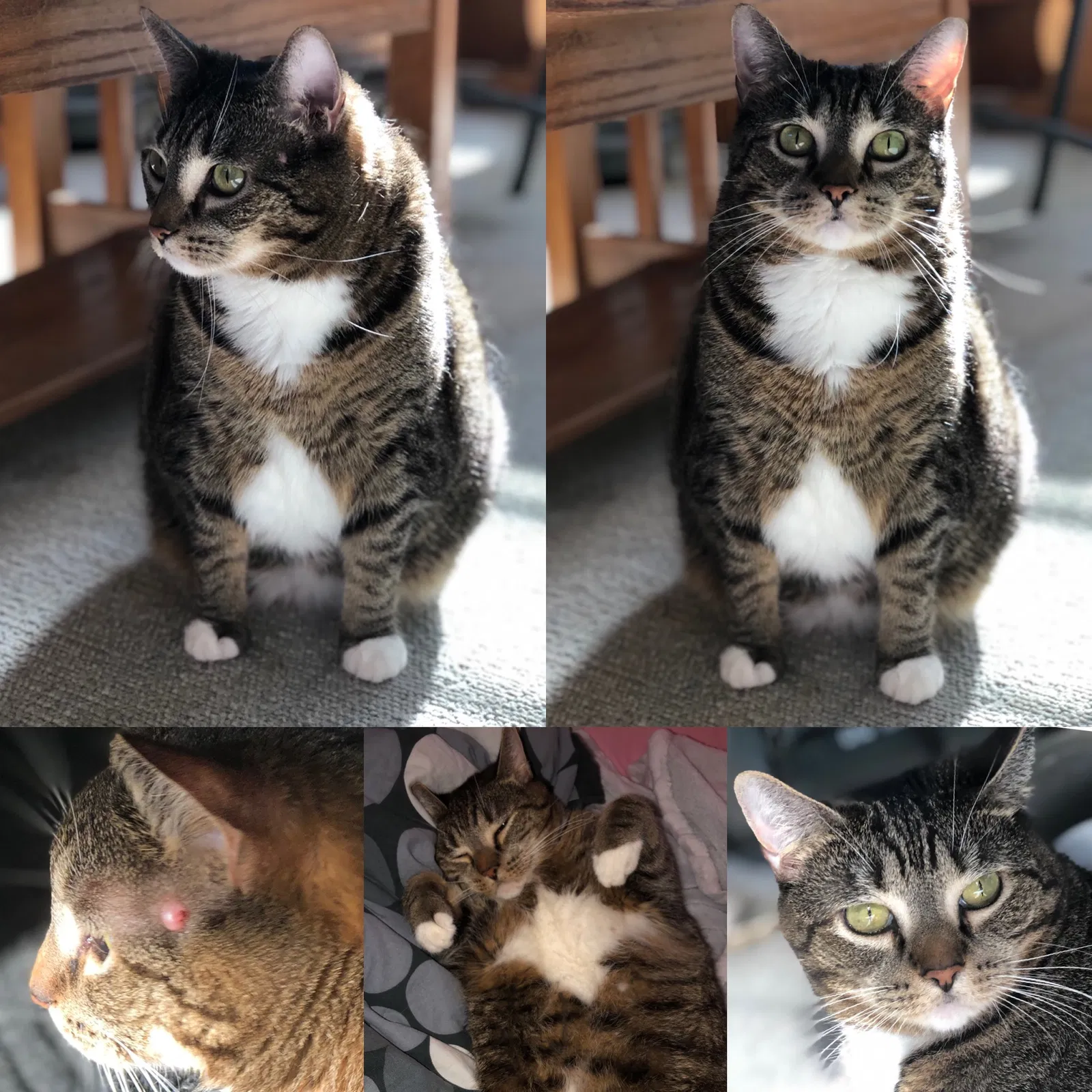 Lost cat in Ocala, FL, 34480