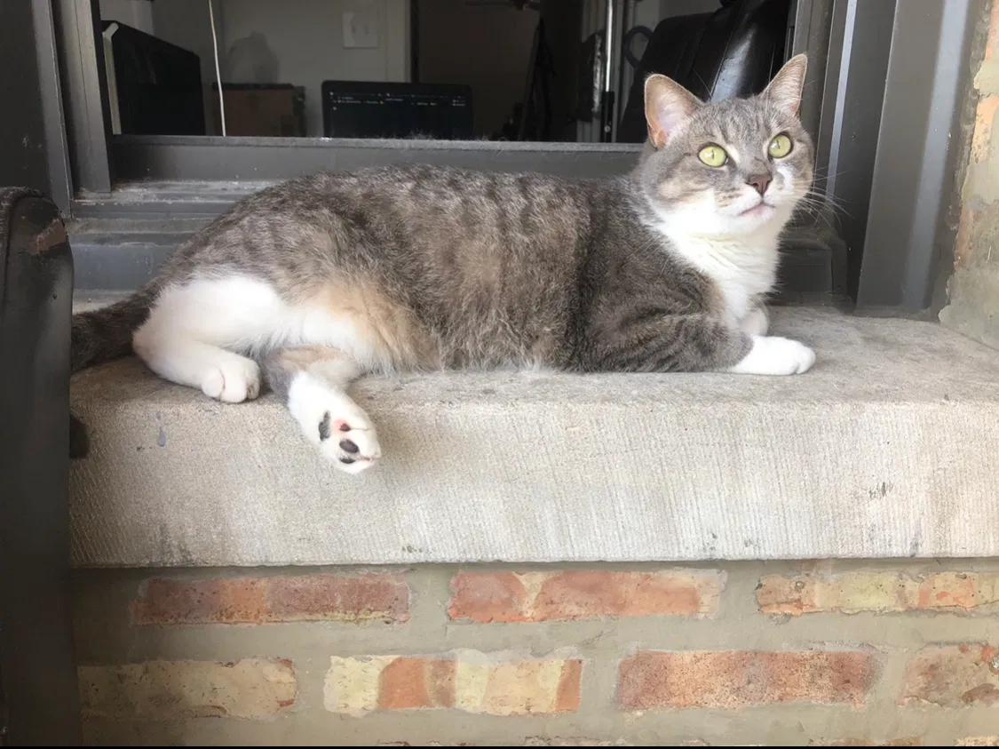 Lost cat in Berwyn, IL, 60402