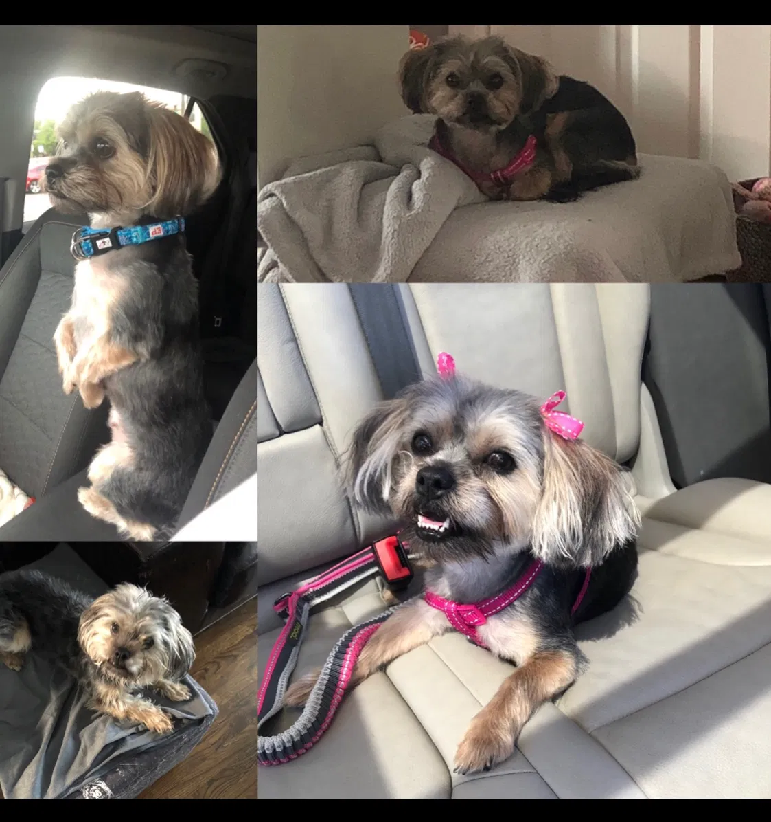 Lost dog in Chicago, IL, 60653