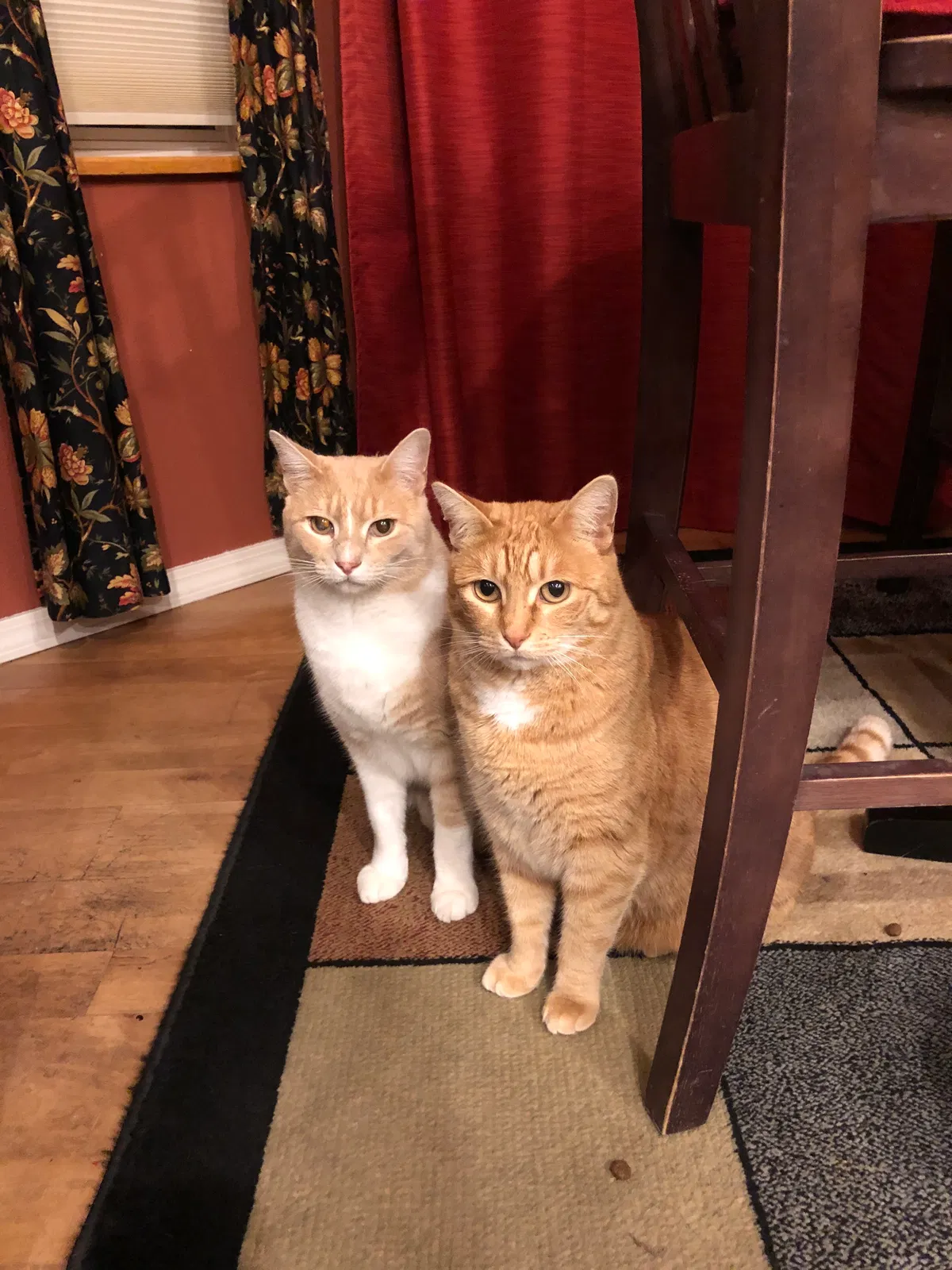 Lost cat in Arlee, MT, 59821