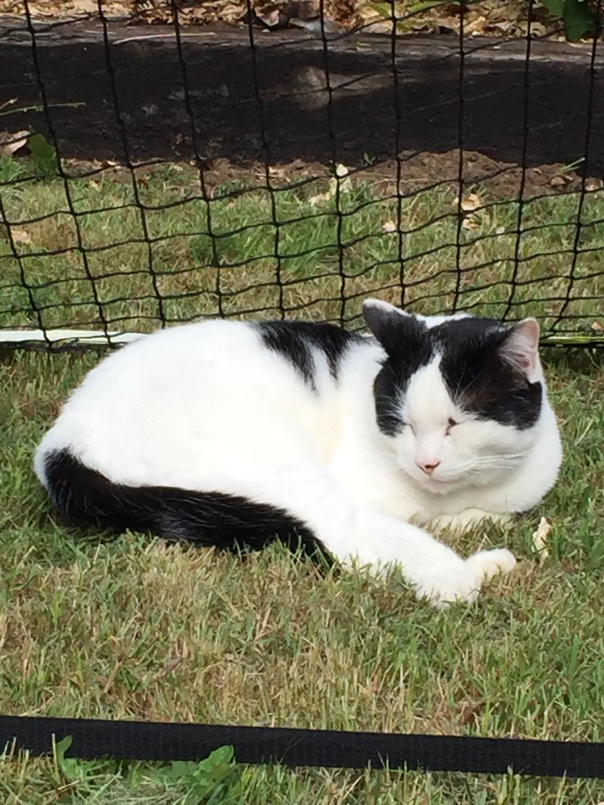 Lost cat in Lynnwood, WA, 98036