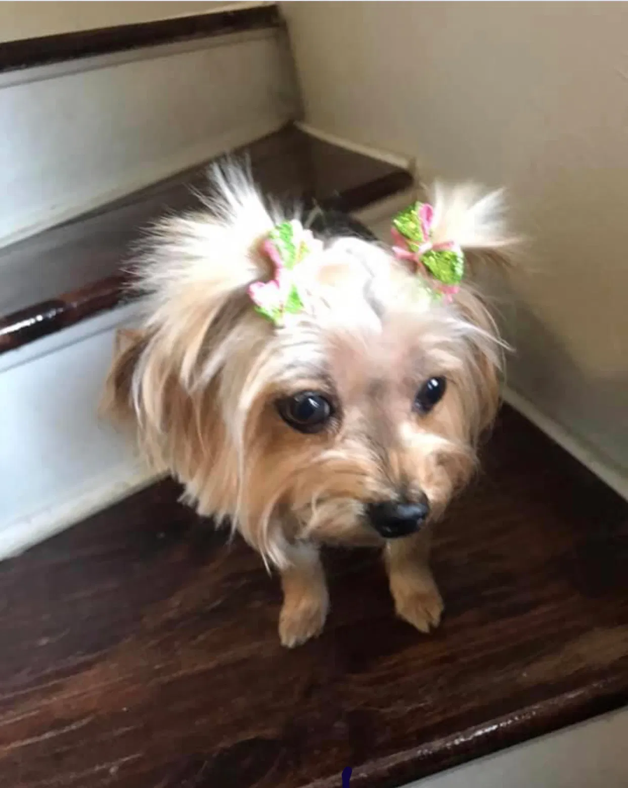 Lost dog in Groves, TX, 77619