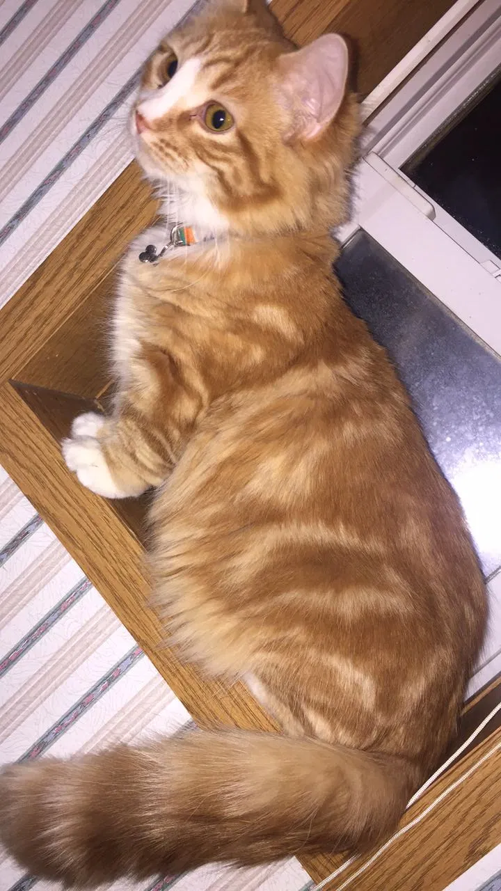 Lost cat in Saint Paul, MN, 55130