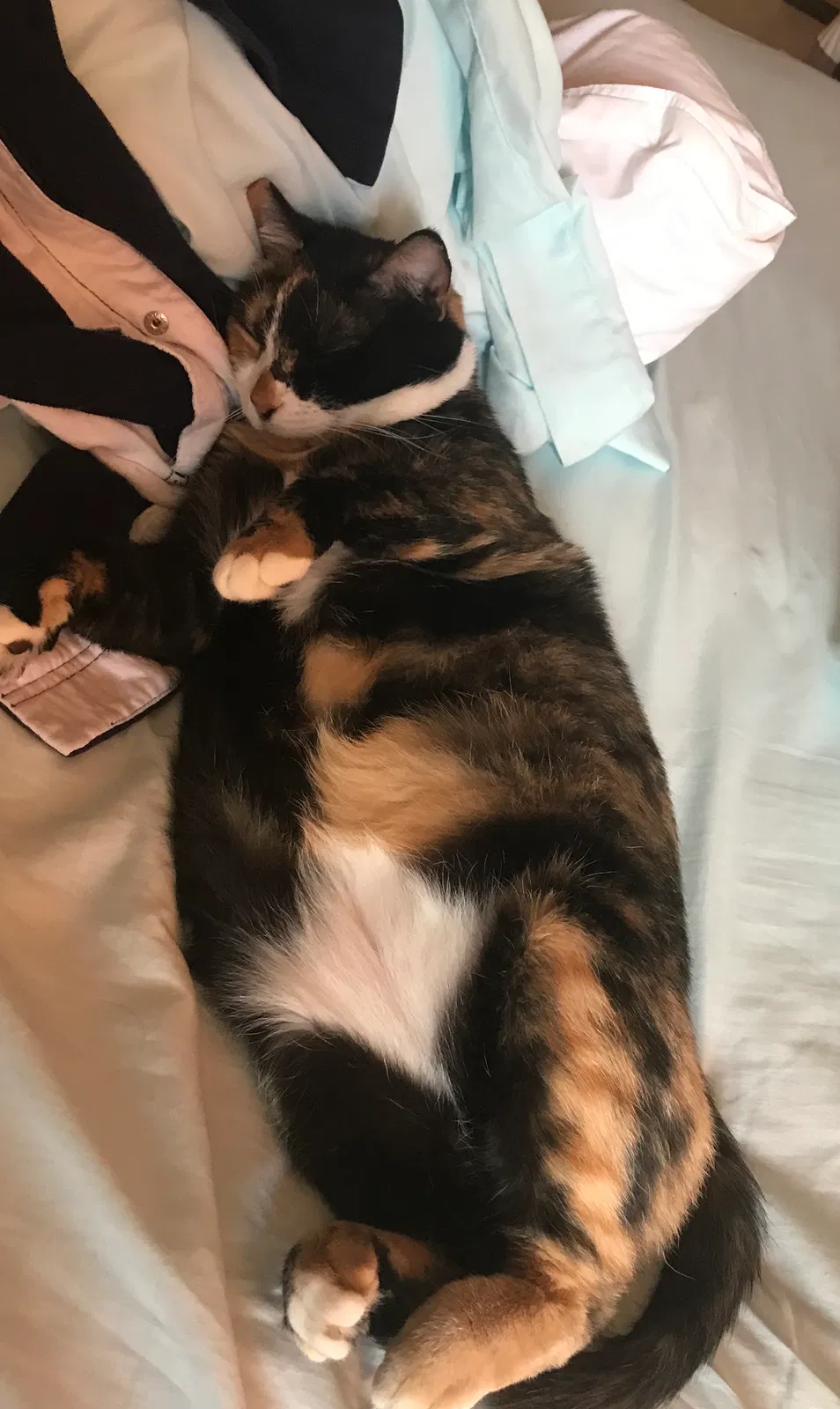 Lost cat in Miami, FL, 33176