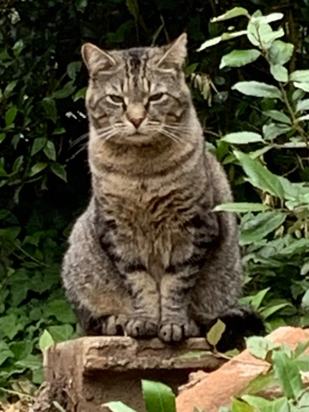 Lost cat in Easley, SC, 29640