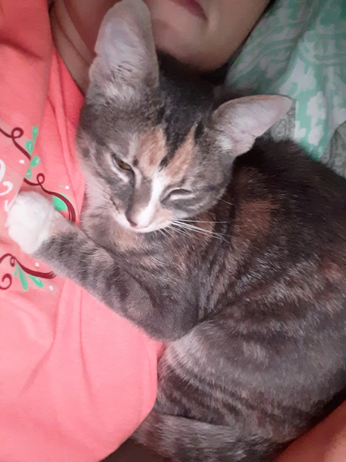 Lost cat in Greenville, SC, 29611