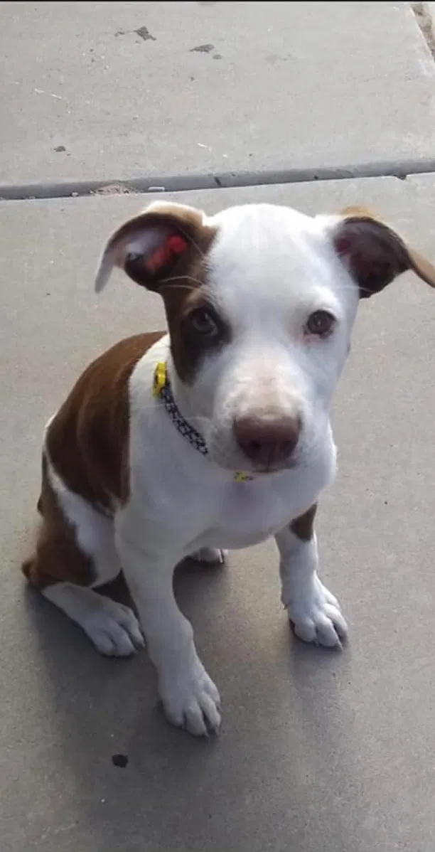 Lost dog in Albuquerque, NM, 87114