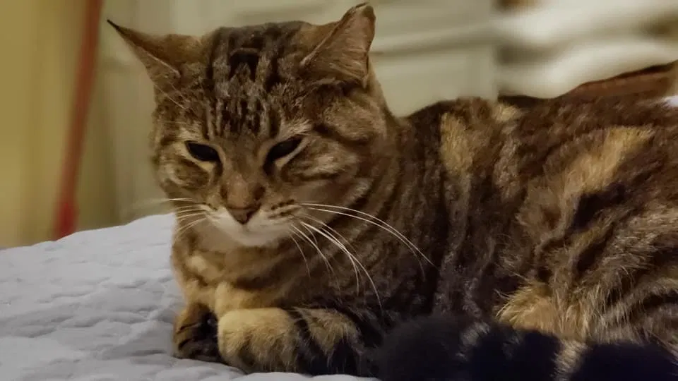 Lost cat in Mobile, AL, 36695