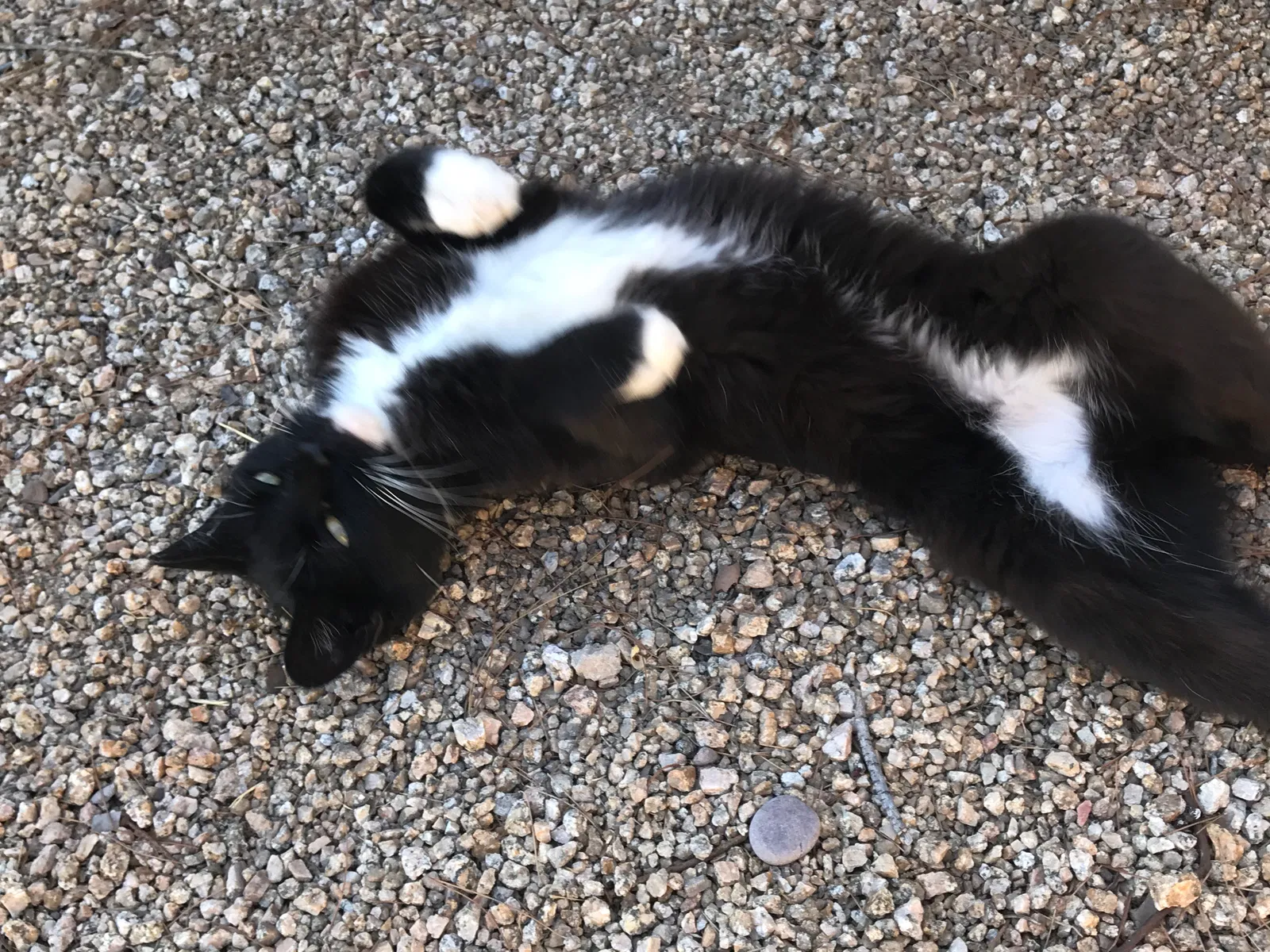 Lost cat in Phoenix, AZ, 85028