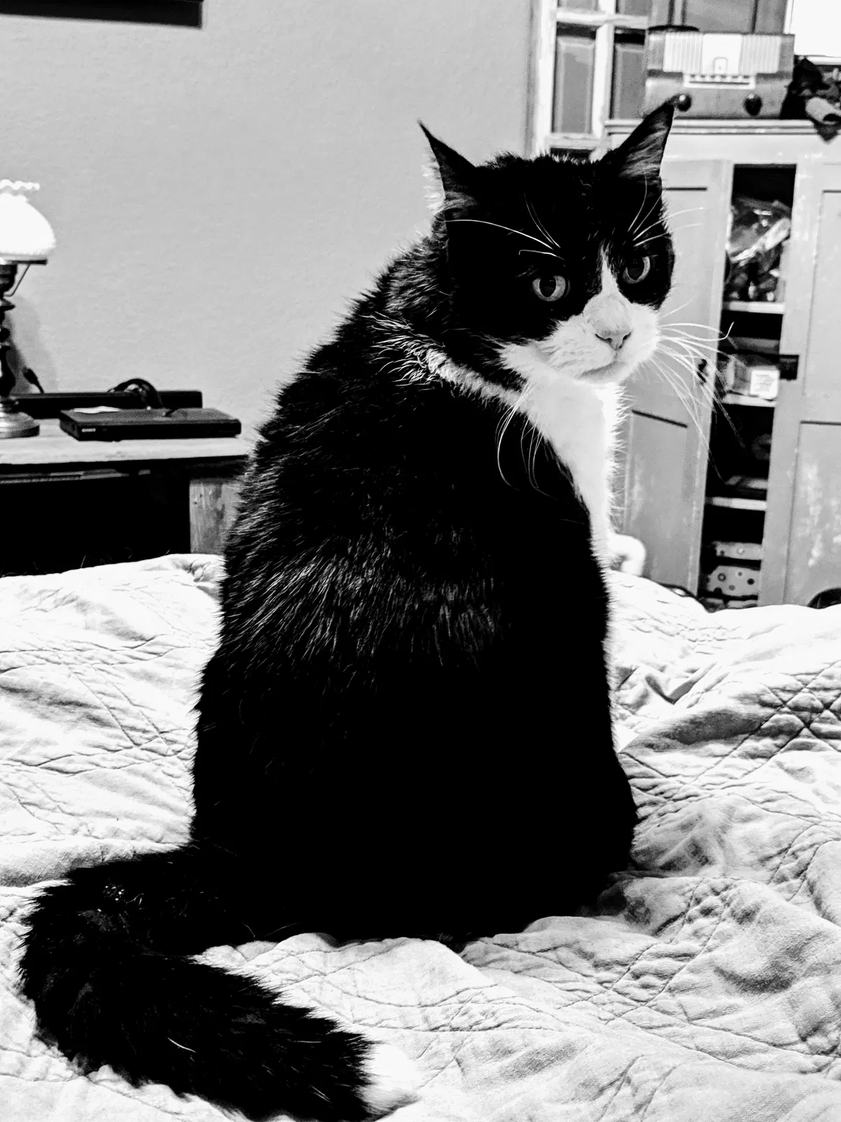 Lost cat in College Station, TX, 77845