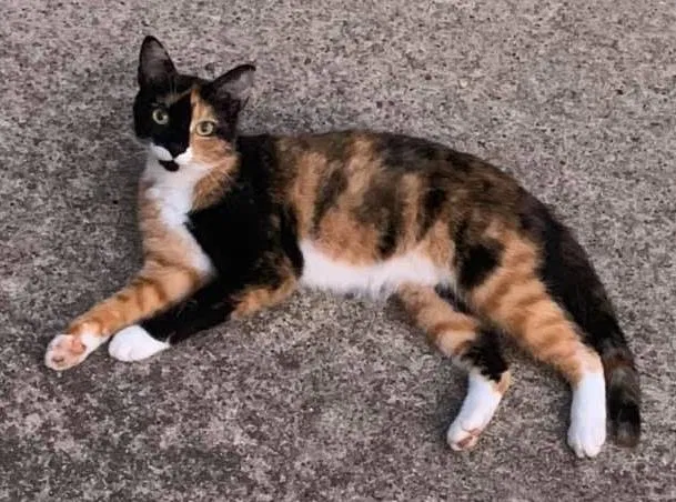 Lost cat in Clarksville, TN, 37043