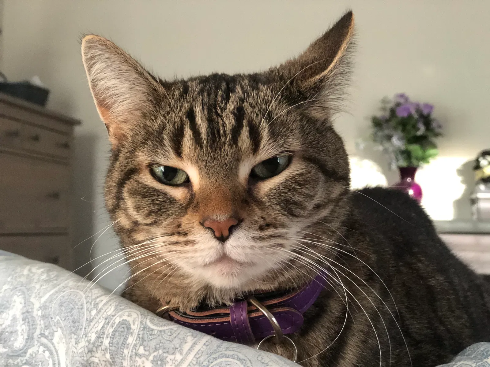 Lost cat in Dacula, GA, 30019