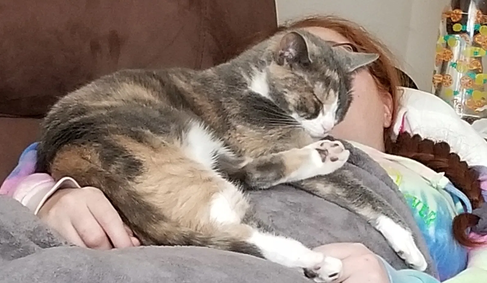 Lost cat in Columbus, OH, 43228