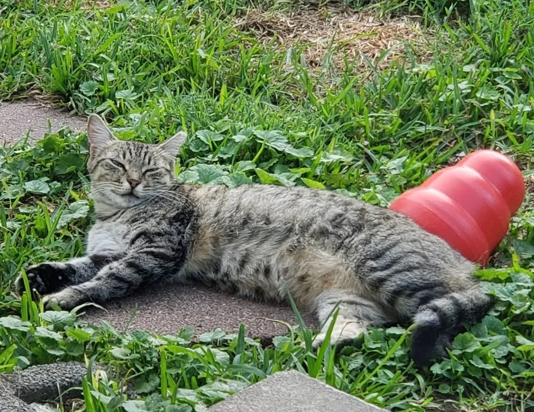 Lost cat in Memphis, TN, 38111