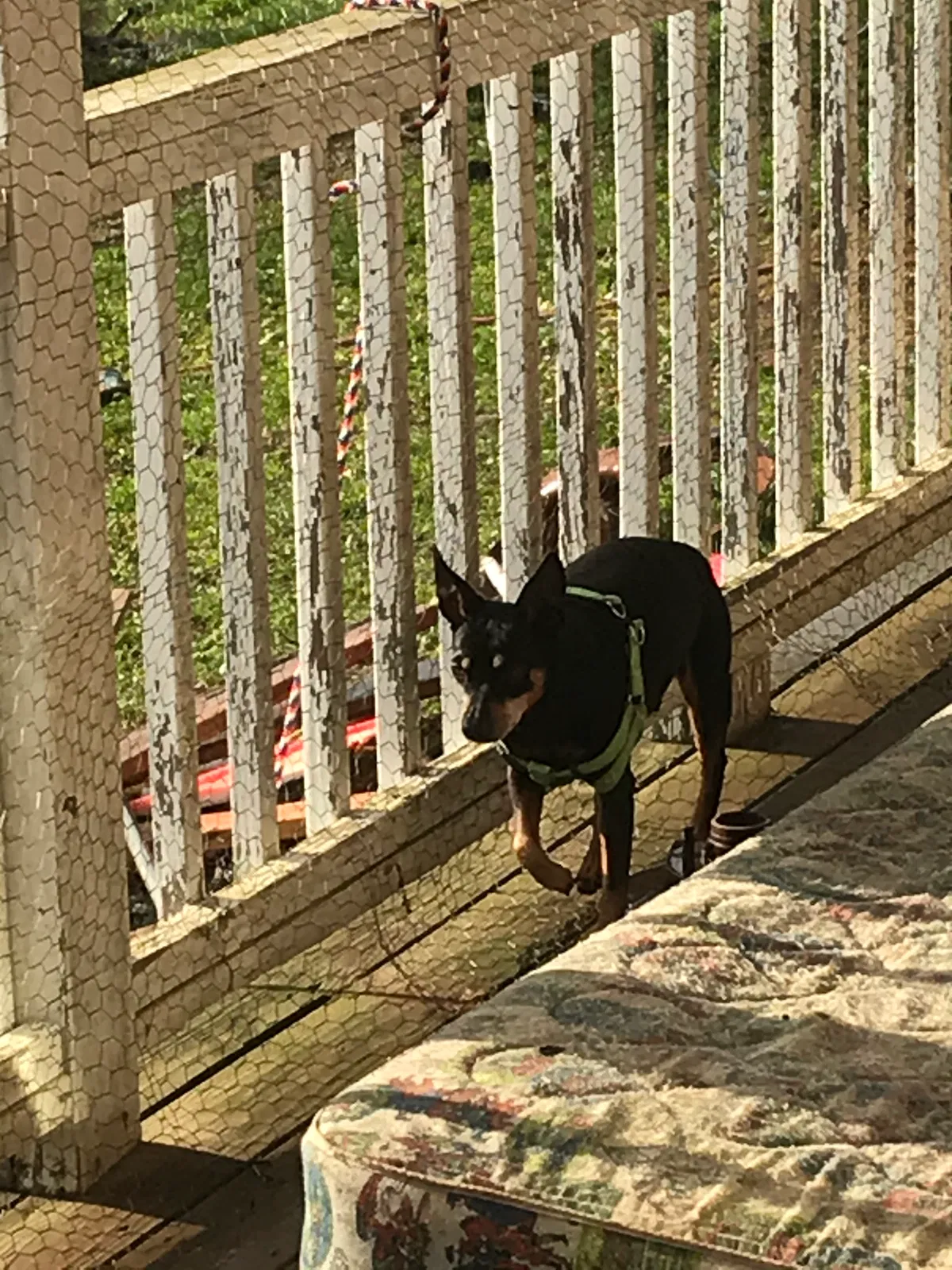 Lost dog in Heath, OH, 43056