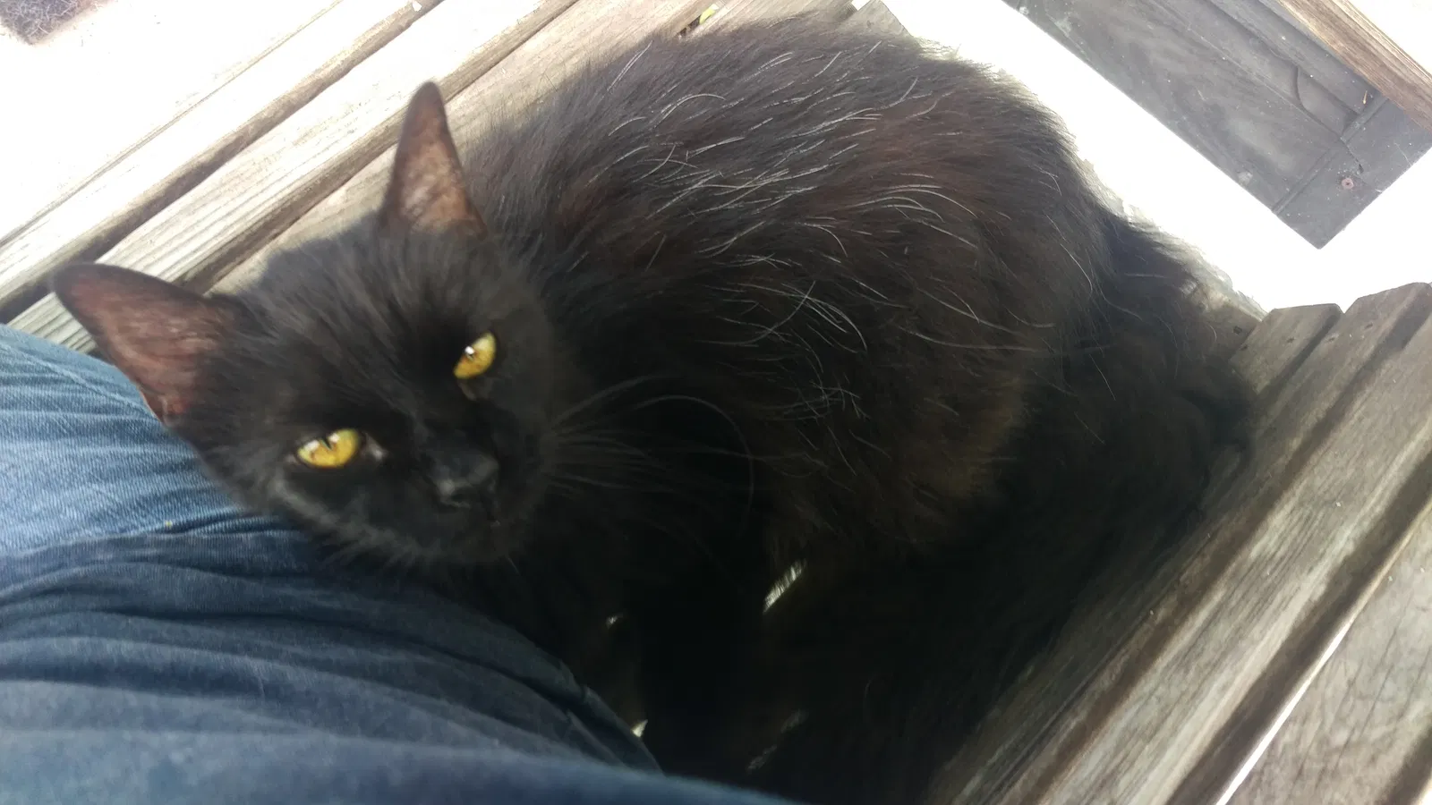 Lost cat in Metairie, LA, 70005