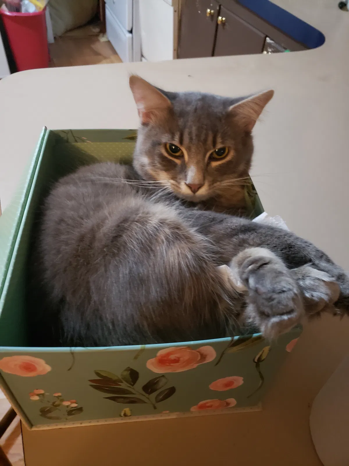 Lost cat in Commerce, GA, 30529