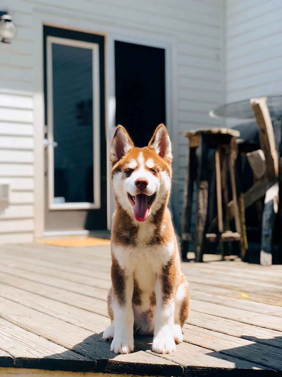Lost dog in Little Rock, AR, 72204