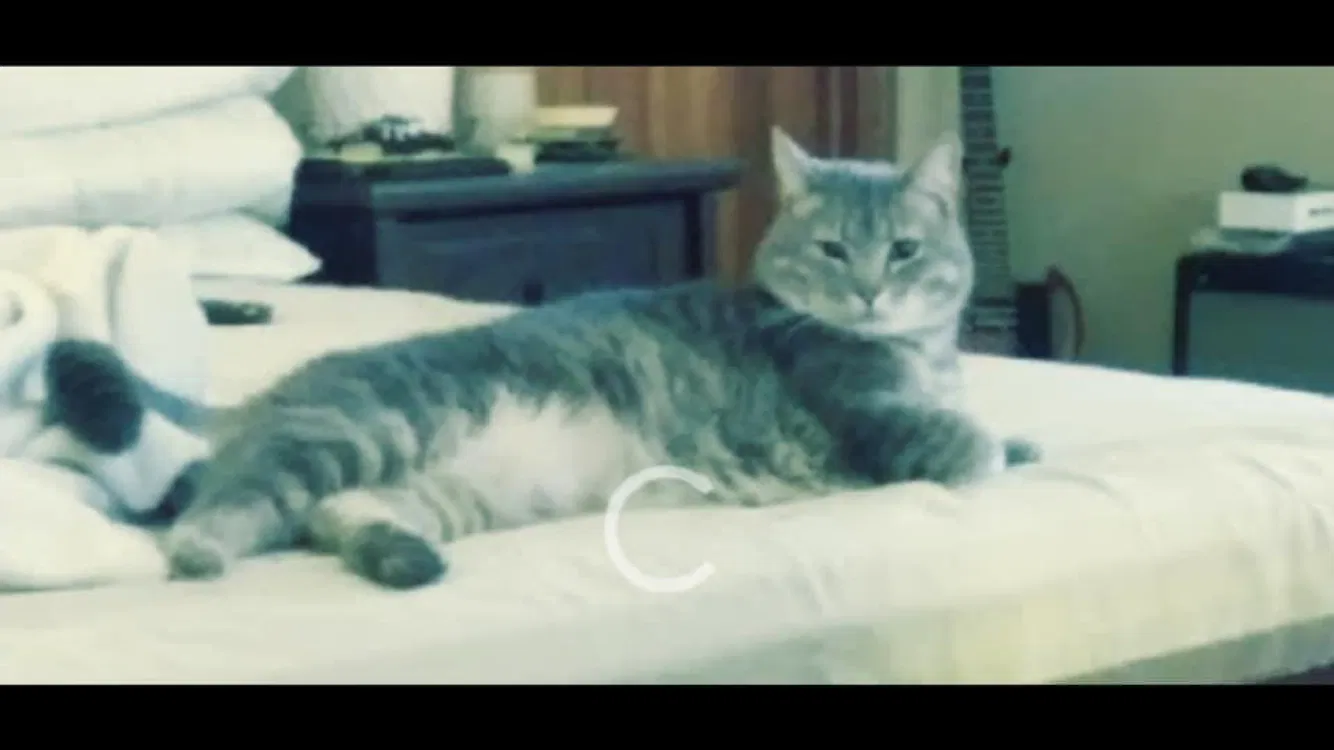 Lost cat in Bloomington, IN, 47404