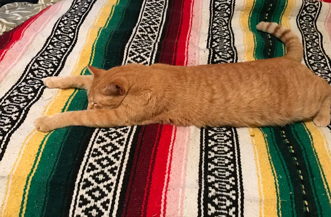 Lost cat in Chattanooga, TN, 37408