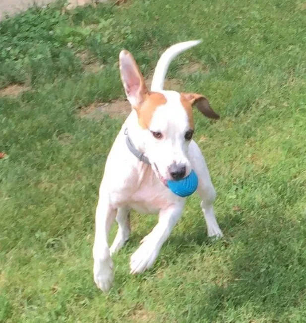 Lost dog in Soddy Daisy, TN, 37379