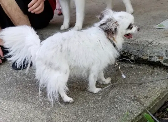 Lost dog in Mechanicsburg, OH, 43044