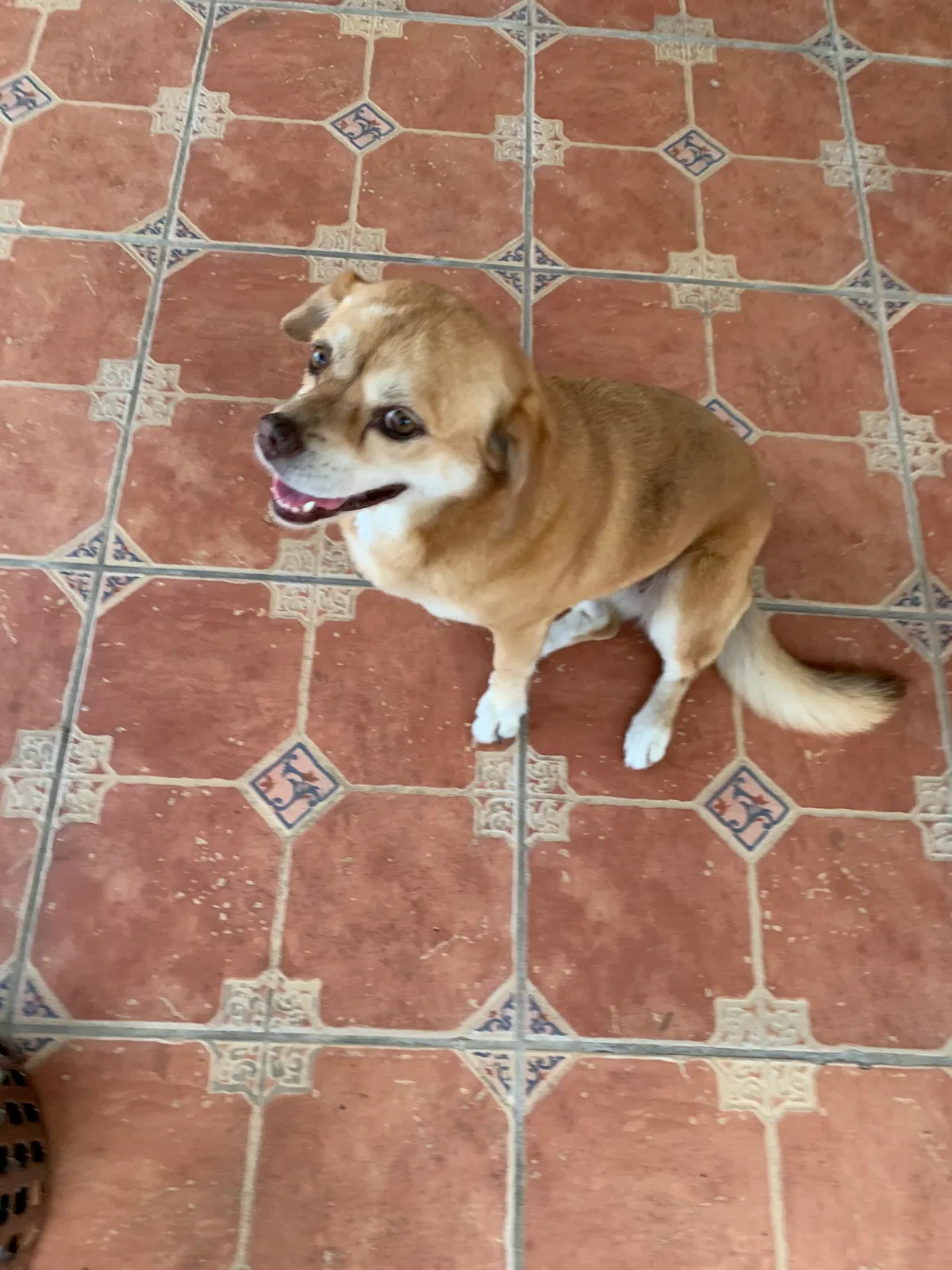Lost dog in Miami, FL, 33157