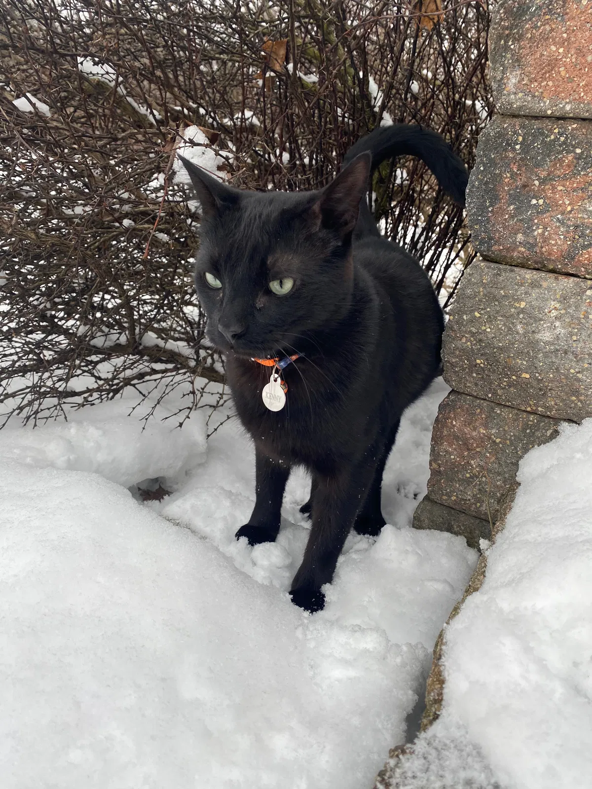 Lost cat in Lake Zurich, IL, 60047
