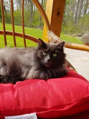 Lost cat in Fallston, MD, 21047