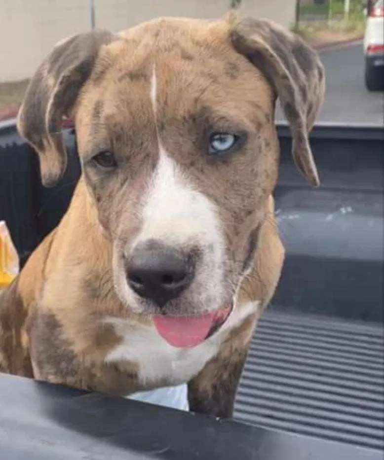 Lost dog in Oakley, CA, 94561