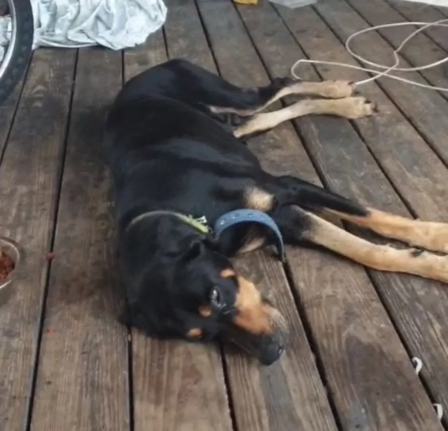 Lost dog in Clewiston, FL, 33440