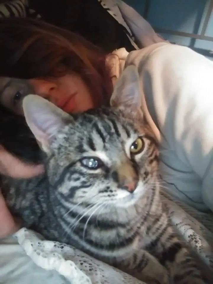 Lost cat in Spokane, WA, 99206