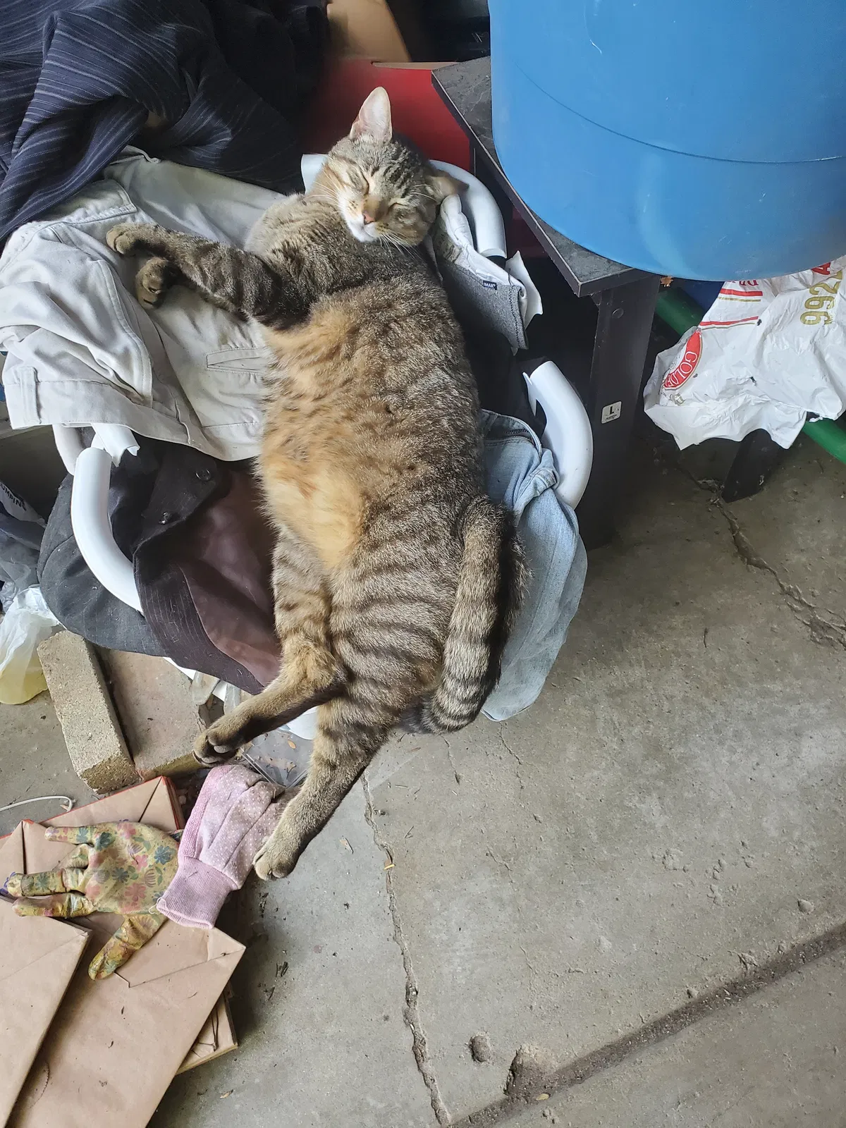 Lost cat in Swartz Creek, MI, 48473