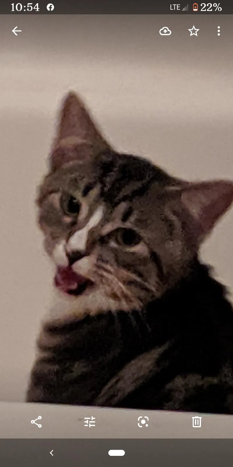 Lost cat in Gallipolis, OH, 45631