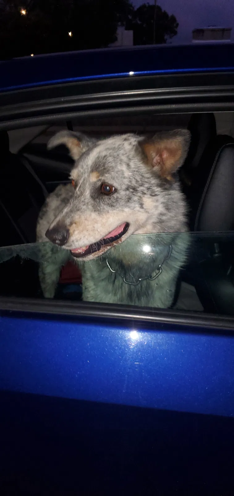Found dog in Tucson, AZ, 85748
