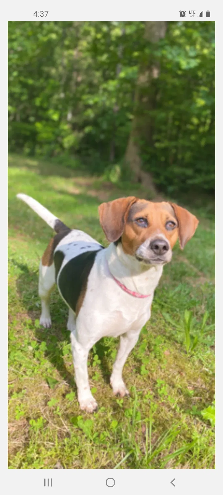 Lost dog in York, SC, 29745