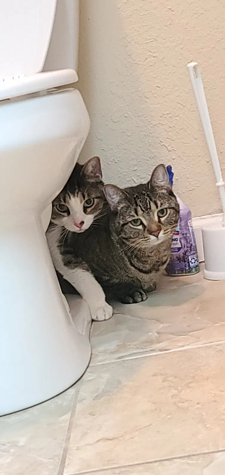 Lost cat in Fort Lauderdale, FL, 33304