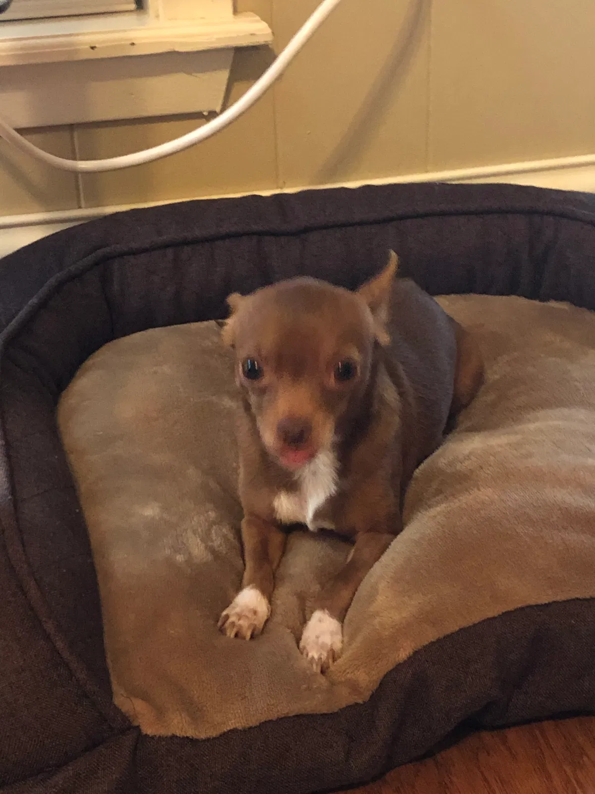 Lost dog in Unknown, LA, 0