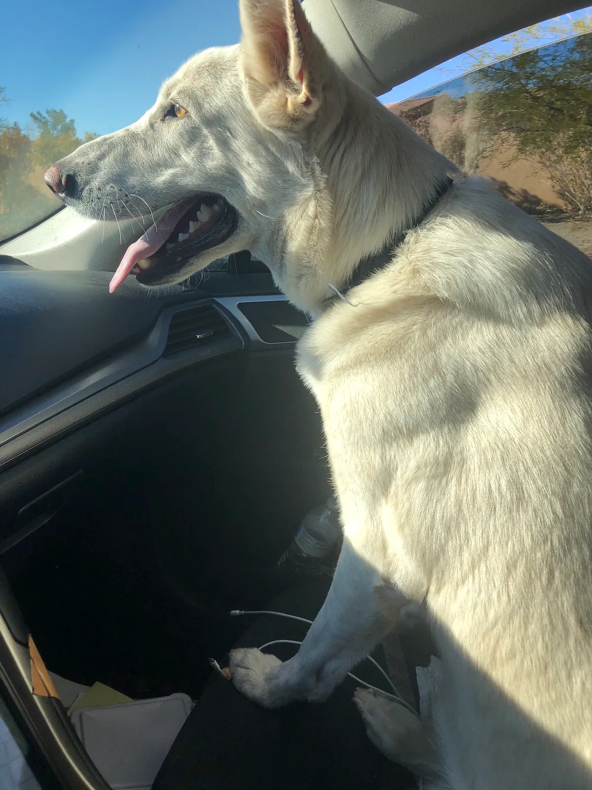 Lost dog in Ontario, CA, 91761