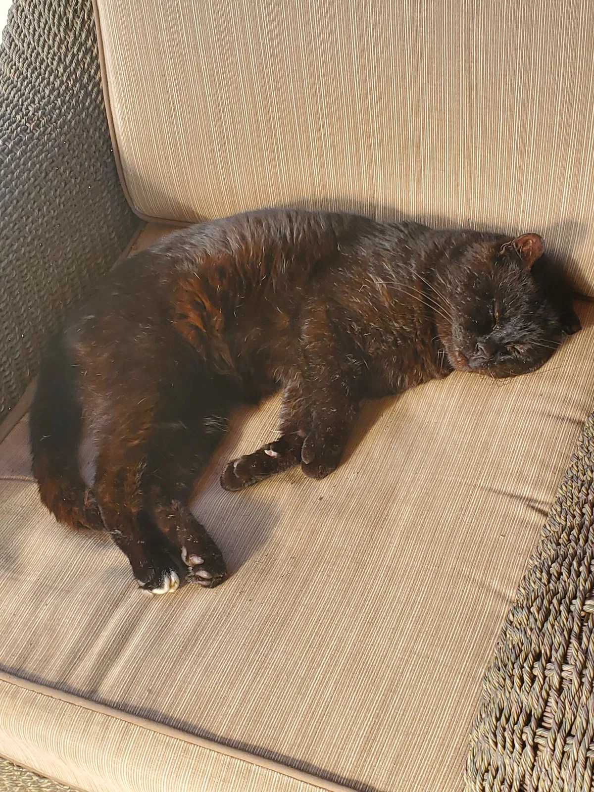 Lost cat in Ramona, CA, 92065