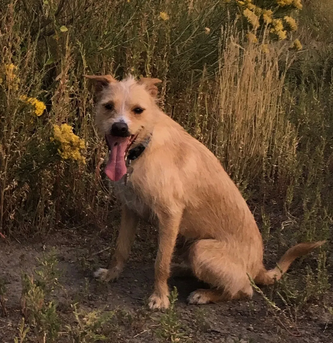 Lost dog in Arvada, CO, 80005